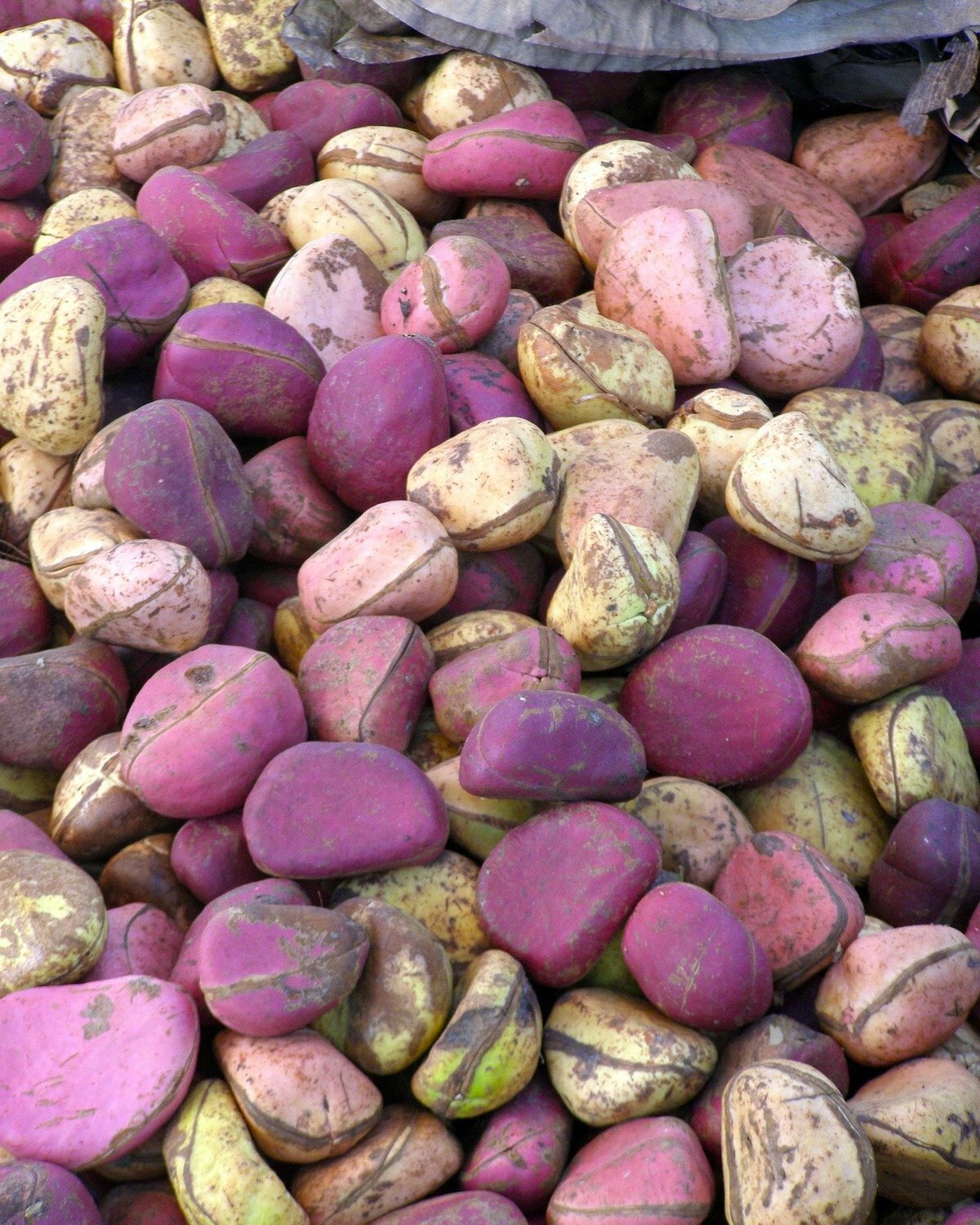 Noix de cola © jcrane de Pixabay