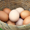 Oeufs ©United Soybean Board CC BY 2.0