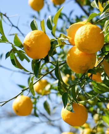 Yuzu ©maroke. shutterstock