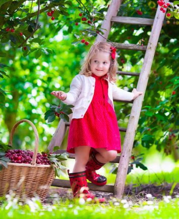 Cueillette des cerises ©FamVeld