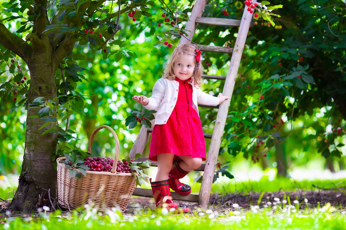 Cueillette des cerises ©FamVeld