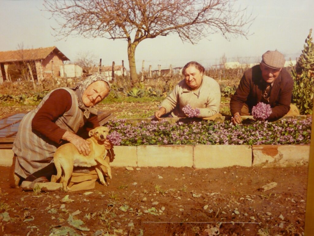 Cueillette violettes