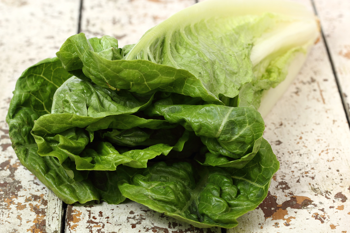 Laitue romaine ©ninikas shutterstock