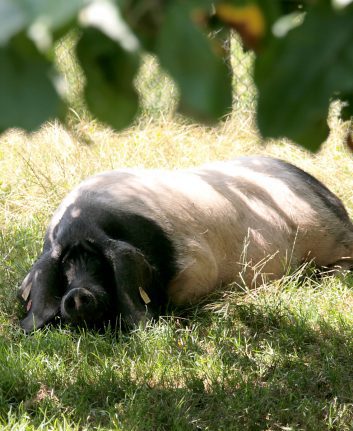Porc basque©Philippe Derynck