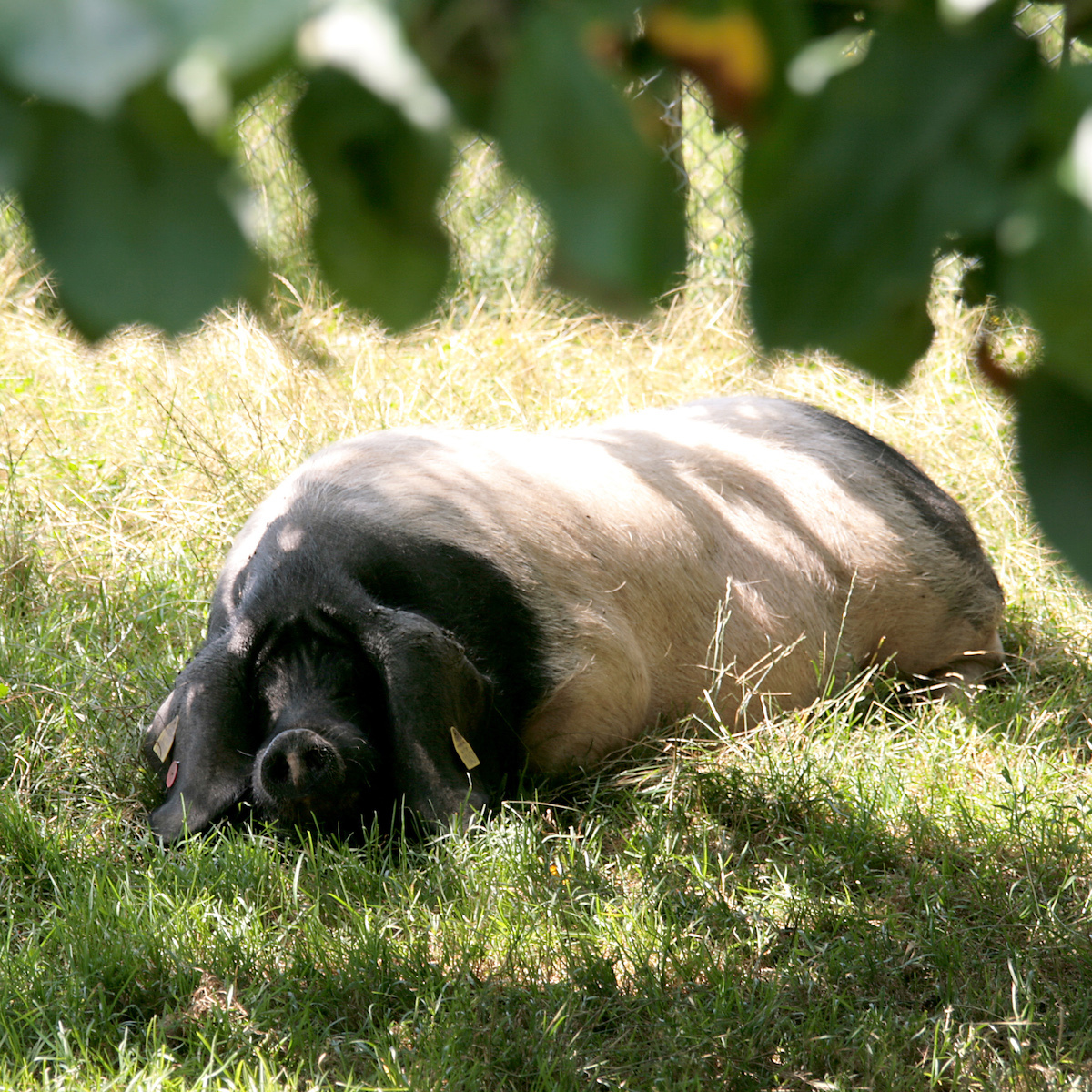 Porc basque Pie Noir élevé dans la Vallée des Aldudes