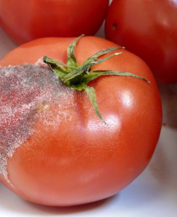 Tomate barbue
