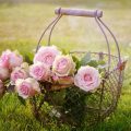 Roses de Mai (c) Castelguard CC0 Public domain Pixabay