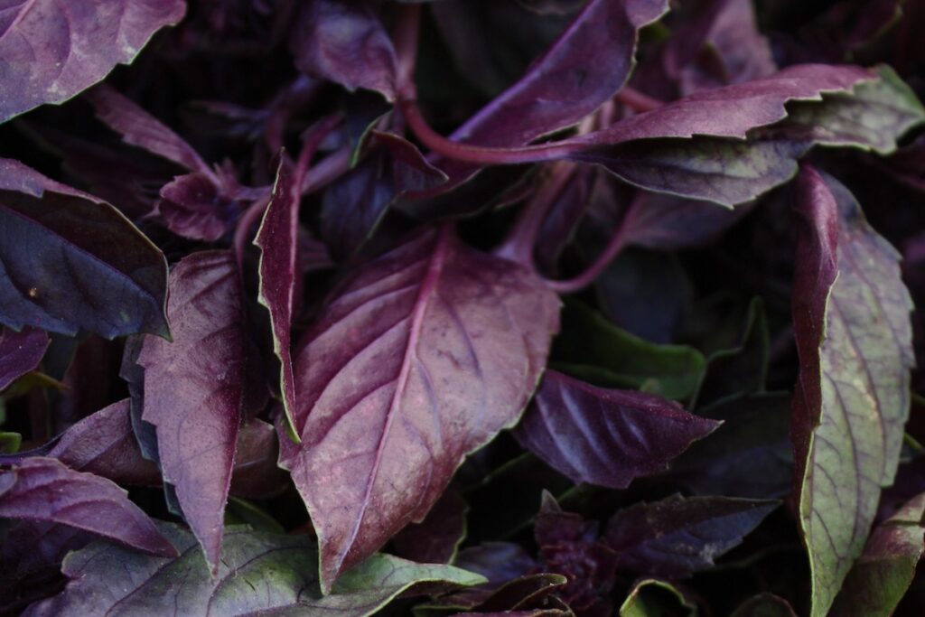 Basilic pourpre ©Cuesa CC BY-NC 2.0