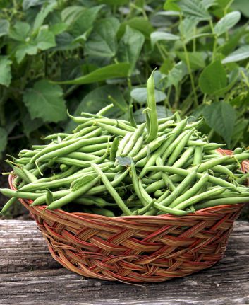 Haricots verts © dcwcreations. shutterstock