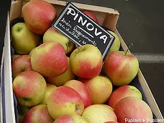 Pinova