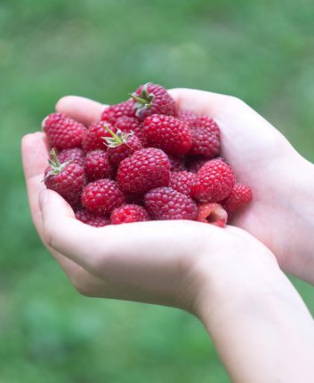 Framboises ©vovidzha shutterstock