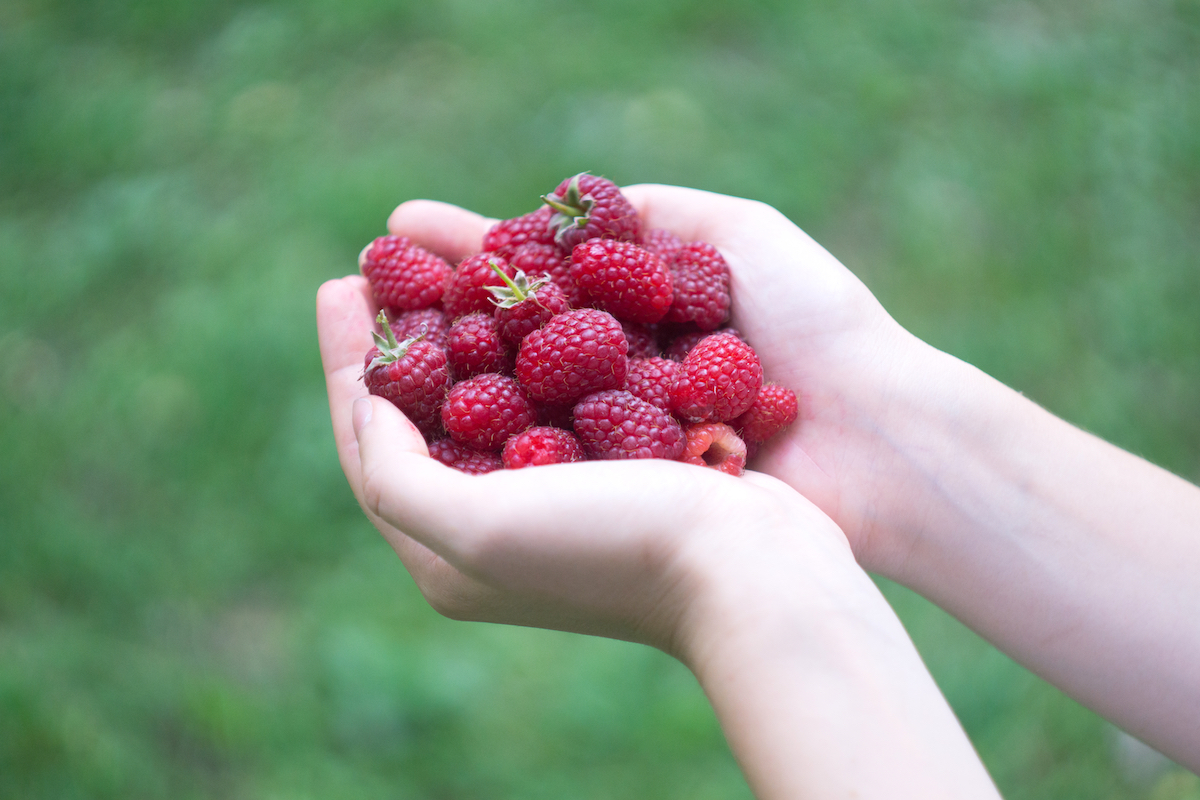 Framboises ©vovidzha shutterstock