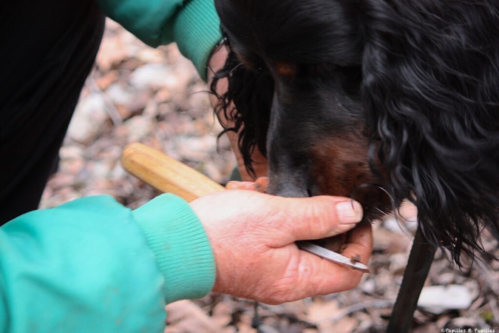 Le chien sent la truffe