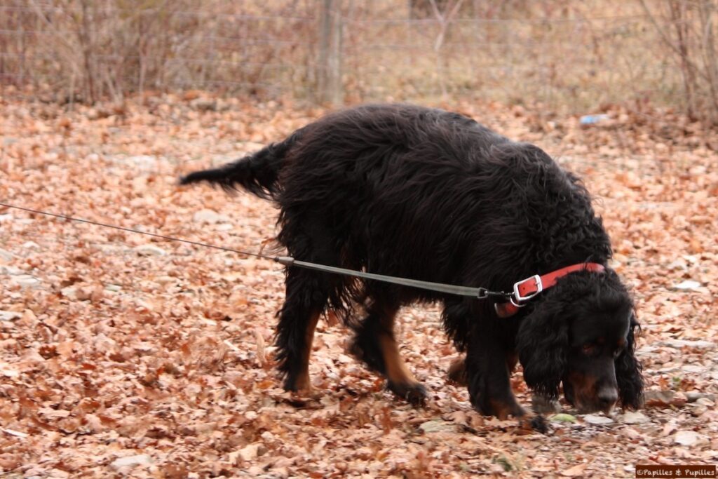 Chien truffier