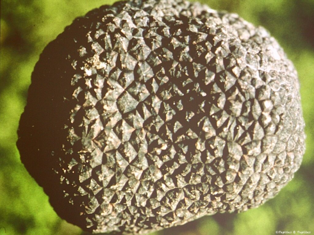 Truffe melanosporum