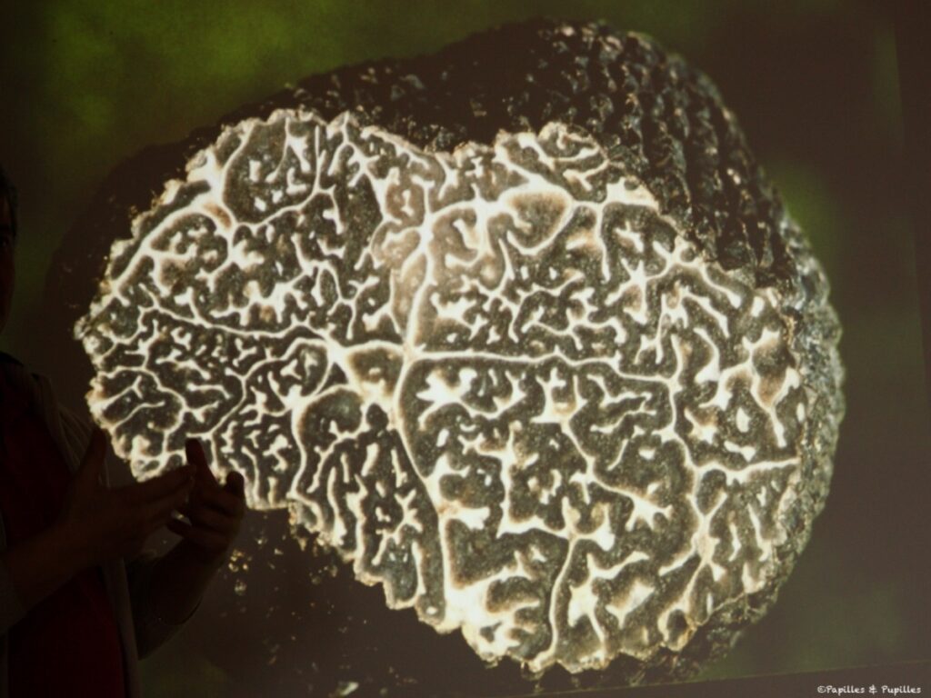 Truffe melanosporum coupée