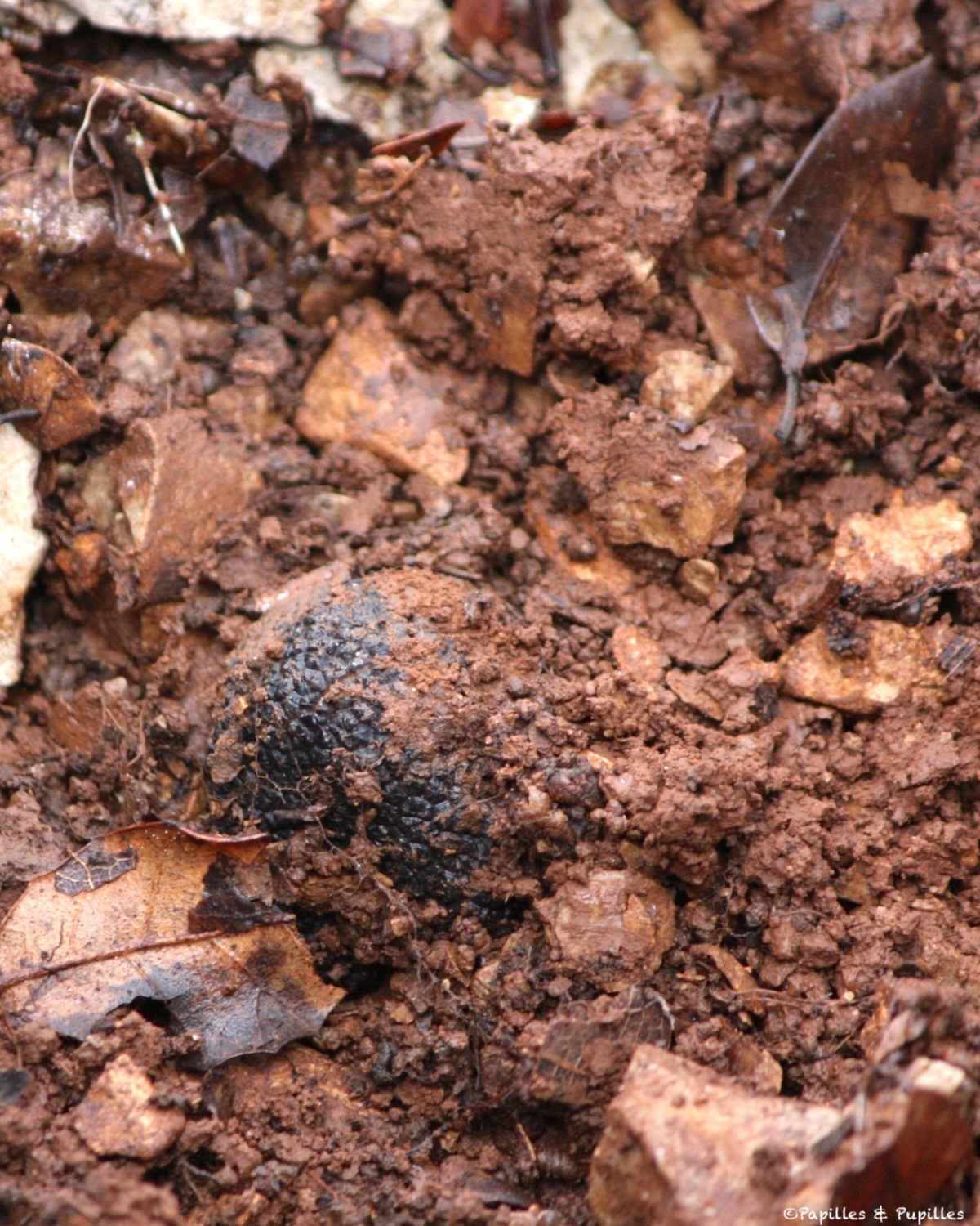 Truffe noire fraîchement cavée dans la terre