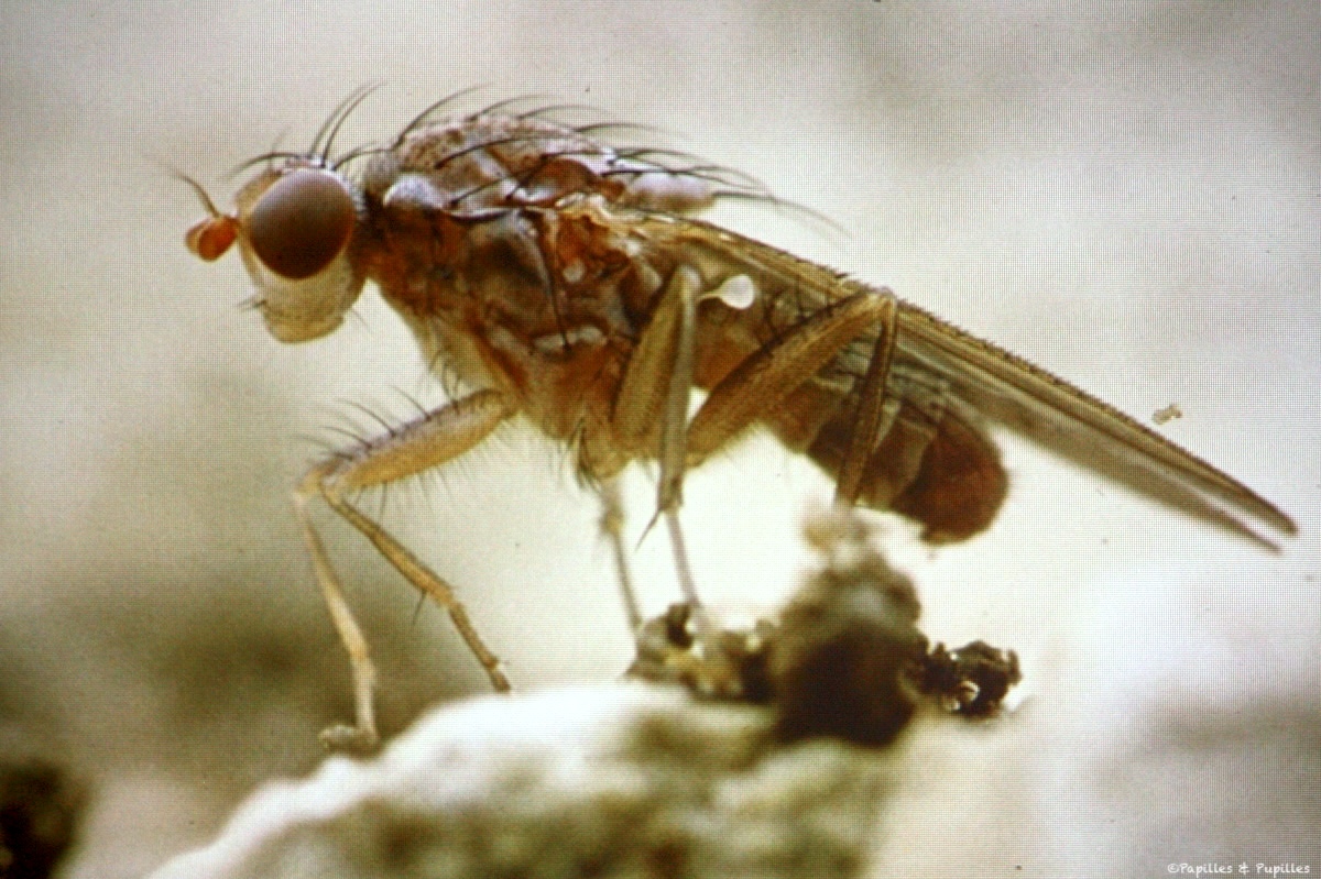 Mouche de la truffe