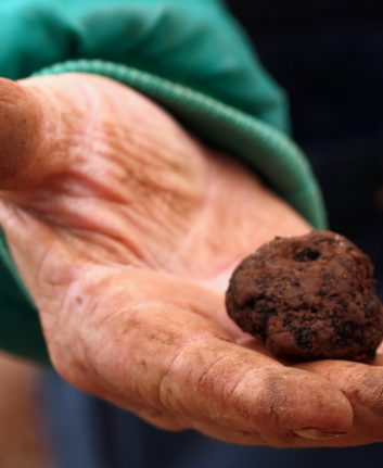 Truffes noires de Corrèze