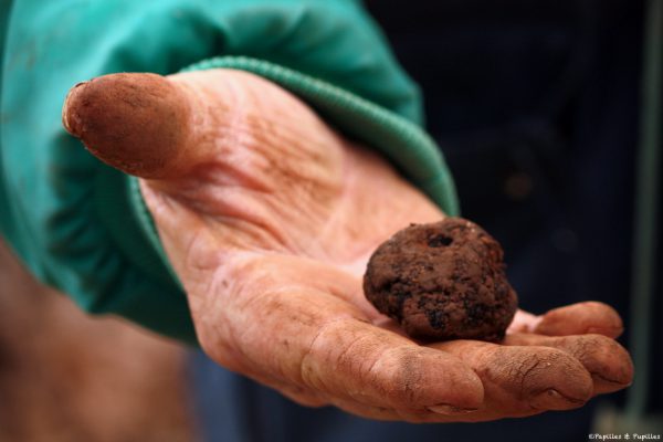 Truffes noires de Corrèze