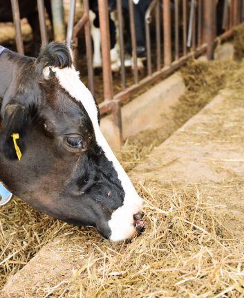 Vache ©Bohbeh shutterstock
