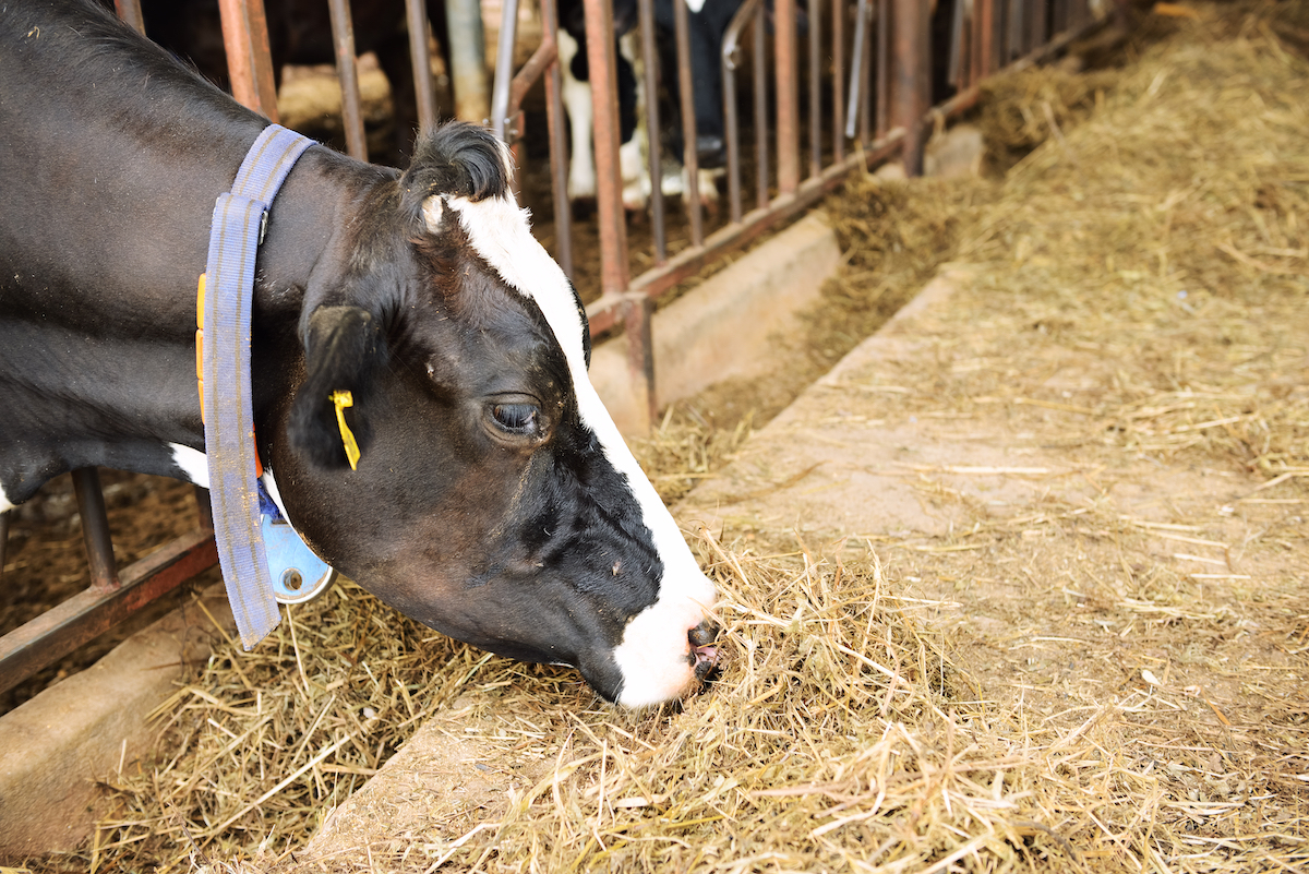 Vache au Salon de l'Agriculture