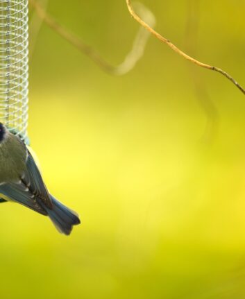 Tiny Blue tit