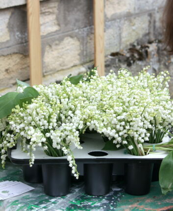 Muguet – Château du Grand Puch, Saint Germain du Puch, Gironde – 1er mai 2010
