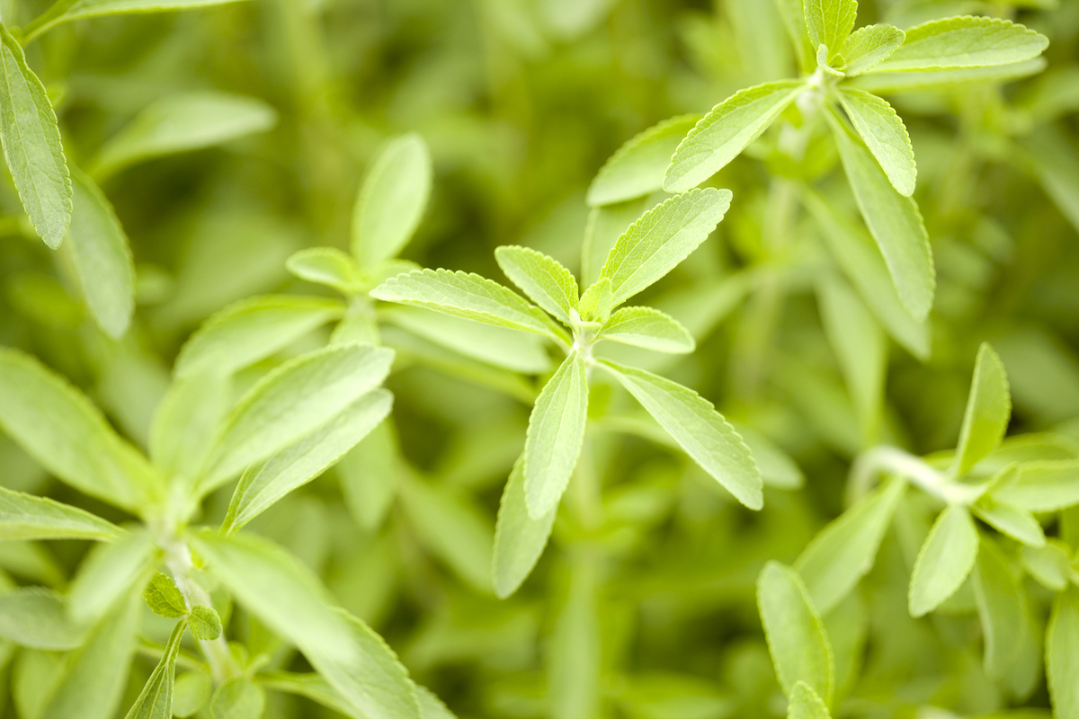 Stevia ©KPG_Payless shutterstock