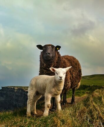 Moutons ©megan-johnston unsplash
