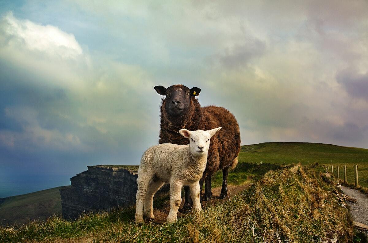 Moutons dans la campagne irlandaise près de Dublin