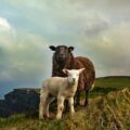 Moutons ©megan-johnston unsplash