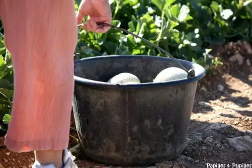 Cueillette des melons