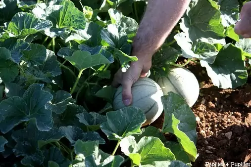 Cueillette des melons
