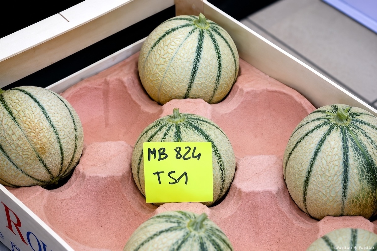 Différents melons dans une cagette