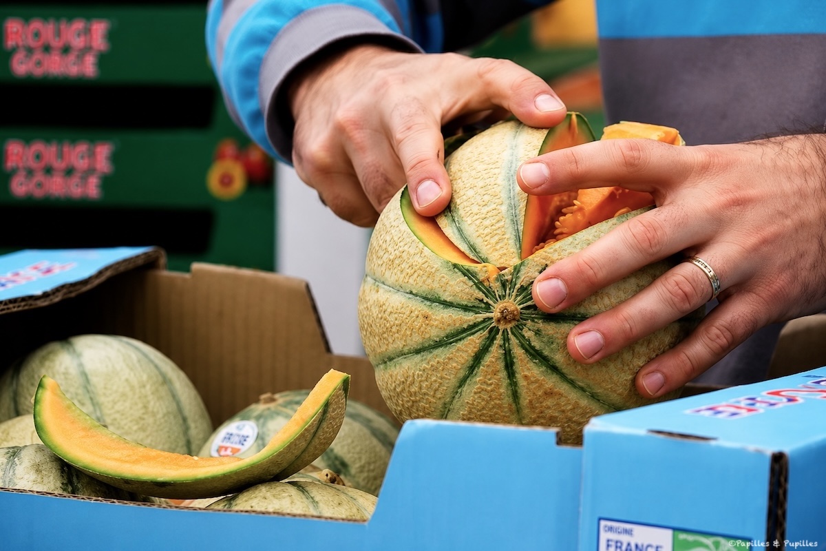 Découpe du melon