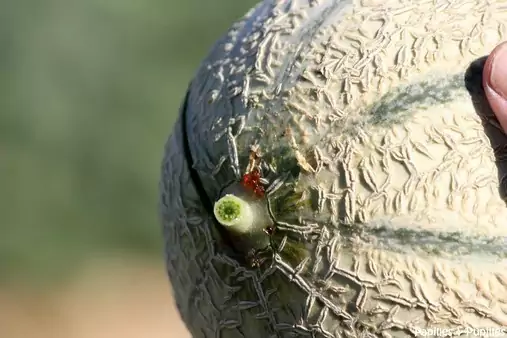 Goutte