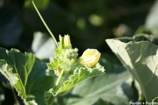 Fleurs et fruits