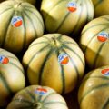 Cagette de melons Rouge Gorge