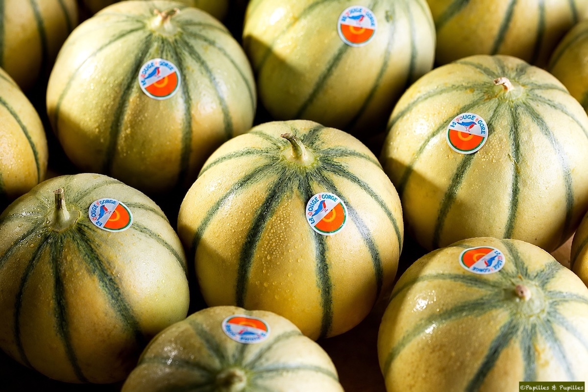 Cagette de melons Rouge Gorge