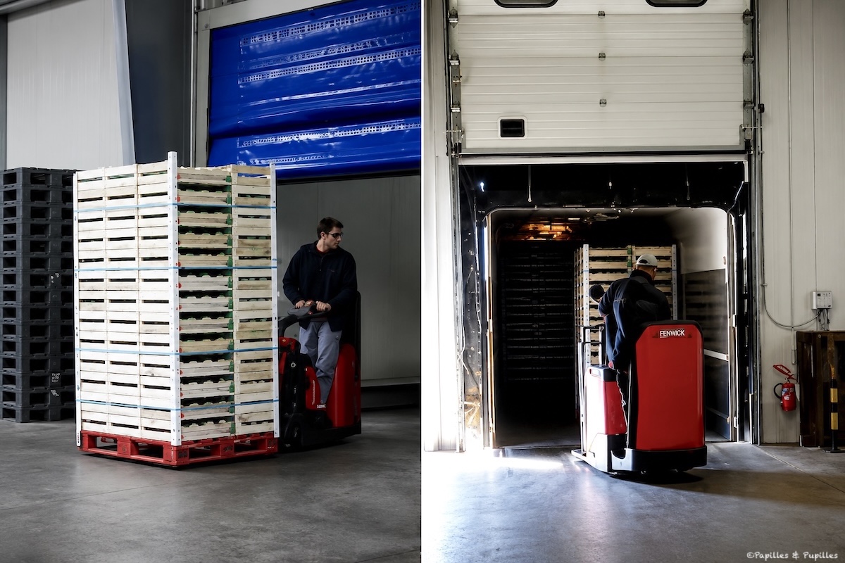 Chargement des palettes de melons dans un camion
