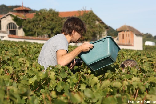 Vendange Dame Blanche - Veuve Cliquot