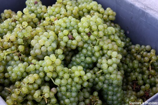Les raisins vendangés