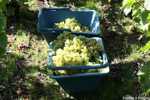 Paniers de vendangeurs - Veuve Clicquot