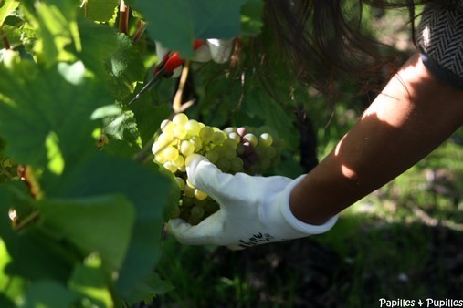Vendanges Veuve Clicquot