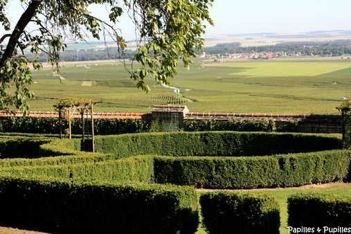 Vignes - Manoir de Verzy - Veuve Clicquot