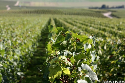 Vignes - Veuve Clicquot - Verzy