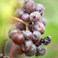 Botrytis - Château Coutet