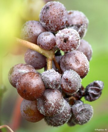Botrytis - Château Coutet