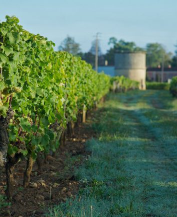 Vignes - Château Coutet - Barsac